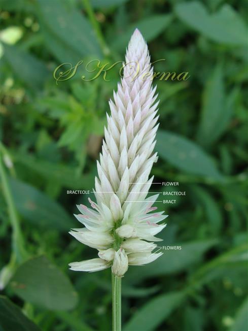  Inflorescence-Spike